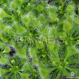 Drosera Burmannii