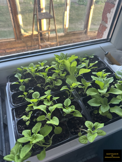 чернозем обогащенный урожай