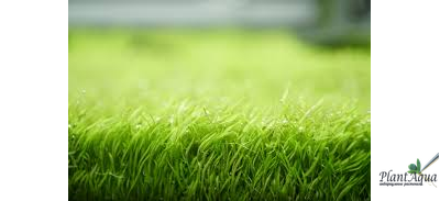 UTRICULARIA GRAMINIFOLIA/ УТРИКУЛЯРИЯ ГРАМИНИФОЛИЯ (меристемная), XL контейнер