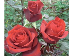 Гранд класс,   Ч/Г,   Michel Adam