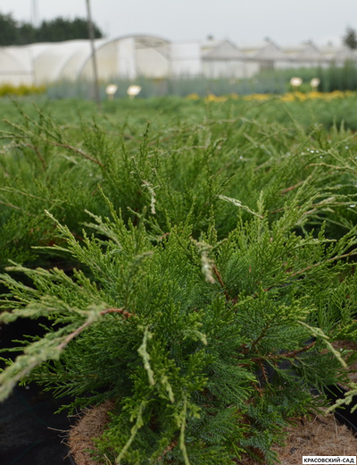 Можжевельник казацкий Кнап Хилл - Knap Hill