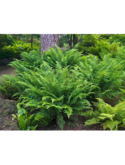 Щитовник родственный