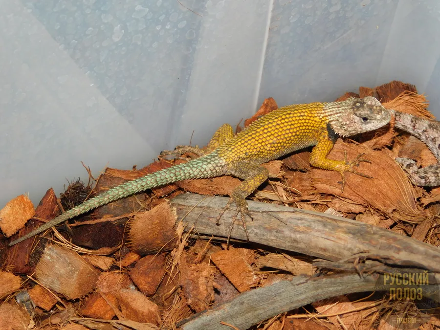 Игуана заборная малахитовая, Sceloporus malachiticus