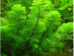 Кабомба водная