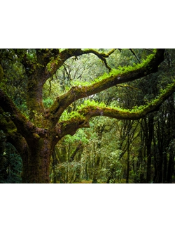 Bois des Landes (Woodland) Essence (Natural) Robertet