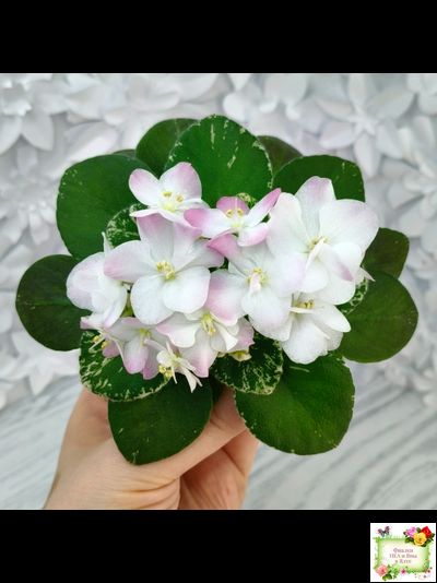 ЕЛ-Мама Леночка (Л. Еременко)