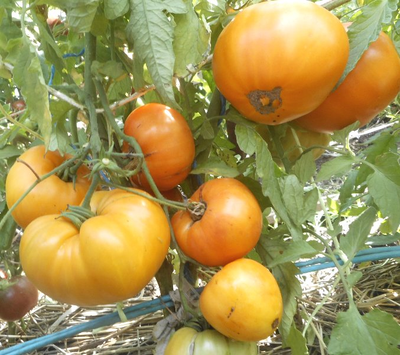 Томат Медовый спас