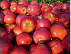 Ред Фри (яблоня)