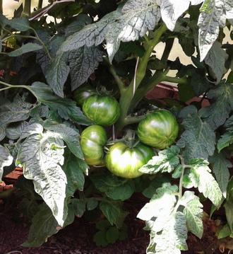 Семена томата Малиновая нерка Гном