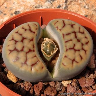 Lithops schwantesii 'triebneri' C143B (MG-1729) - 10 семян