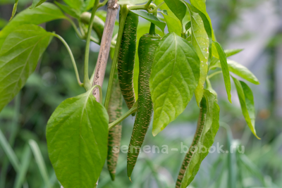 Перец острый Чили Слон (Elephant pepper)