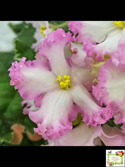 Nik-Обыкновенная Богиня (Н. Булко) 2023 г.