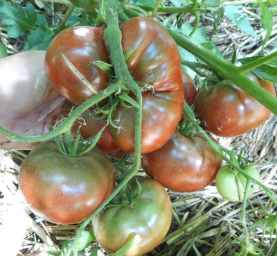 Томат Черный Франкенштейн (Frankenstein Black) США