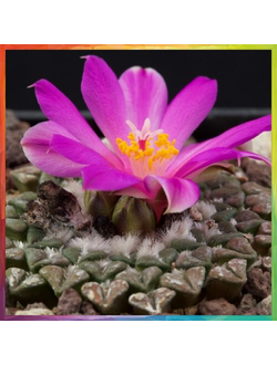 Ariocarpus retusus ssp. sladkovskyi VZD 191