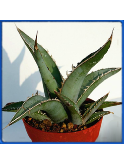 Agave karwinskii
