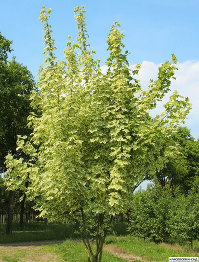 Клен остролистный Друммонди - Drummondii