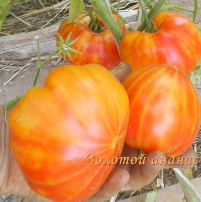 Томат Золотой ананас (Golden Pineapple)