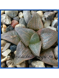 Haworthia bayeri
