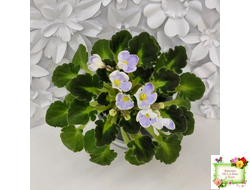 Vi-Лесная Нимфа (И.Виблая) 2021 г. (гёрл-листья)