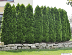 Туя Колумна - Columna