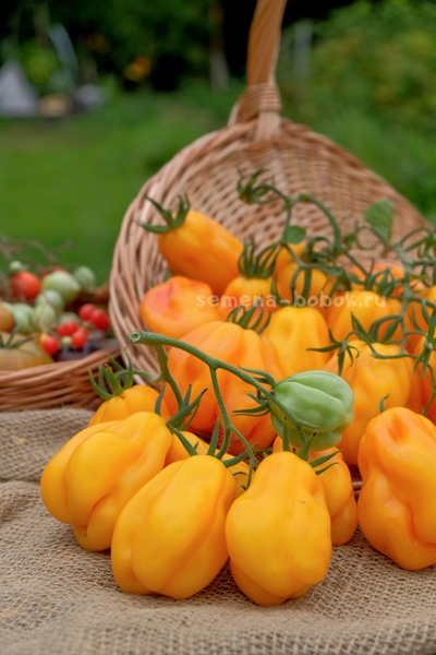 Томат Drapee (Драпированный), 10 шт