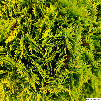 Туя Меджем - Mirjam