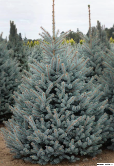Ель Ольденбург - Фото в ландшафте - красовский-сад.рф