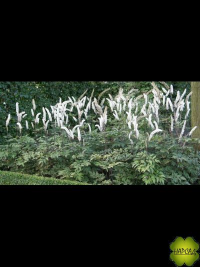 ЦИМИЦИФУГА (КЛОПОГОН) "ВАЙТ ПЕРЛ"