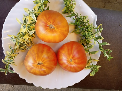 Томат Желтый полосатый Кармеллы (Carmella’s Yellow Stripes)