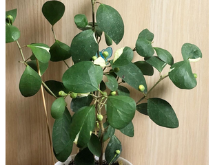 Хойя diversifolia