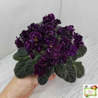 Mac's Black Uhuru (G. McDonald)