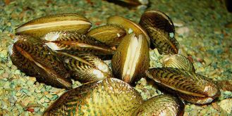 Улитка криспата