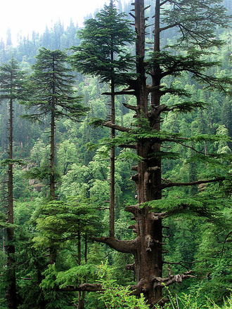 Кедр гималайский (Cedrus deodara), древесина (5 мл) - 100% натуральное эфирное масло