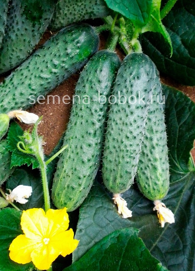 Огурец Бьерн F1 (5 шт)