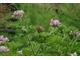 Герань (Pelargonium graveolens), Египет, цветки (5 мл) - 100% натуральное эфирное масло