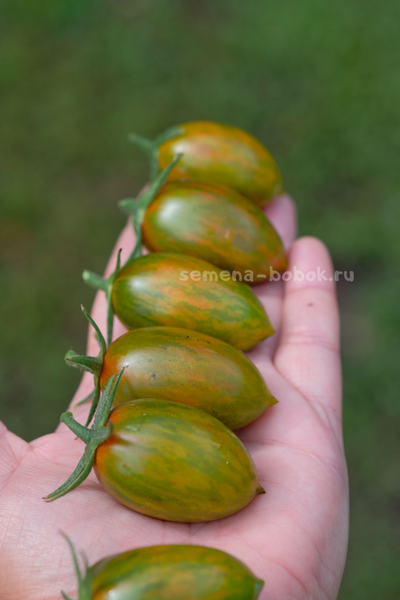 Томат Green Riper (Зеленый Рипер), 10 шт