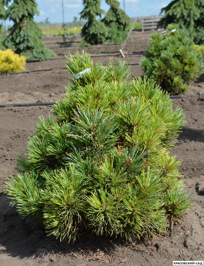 Сосна кедровая европейская Ортлер - Ortler