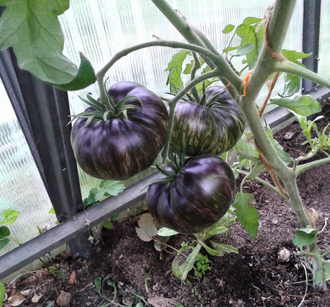 Семена томата Бифштекс Марши