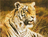 Королевский бенгальский тигр (98427)