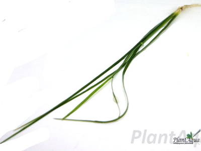 Vallisneria nana