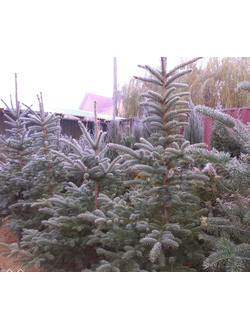 Ель колючая Кейбаб , 80-100