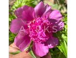Paeonia anomala f.pleno