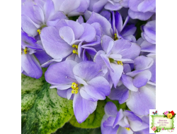 Rob's Wascally Wabbit (R. Robinson) (лист укоренённый)