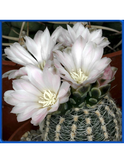 Gymnocalycium bruchii VG 278