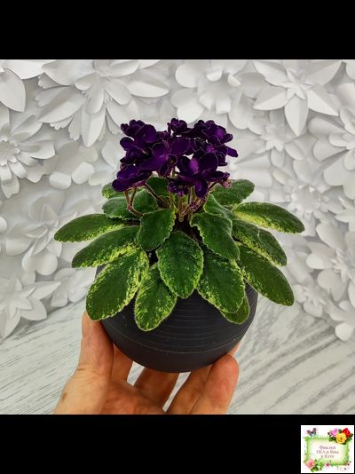 ЛЕ-Мия (Е.Лебецкая) 2018 г.