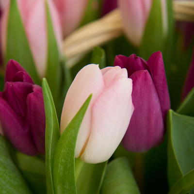 Корзина нежных тюльпанов