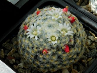 Mammillaria schiedeana v.plumosa - 5 семян