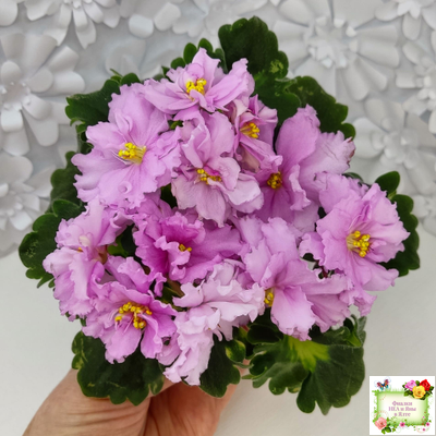 АВ-Поющие Пески (Фиалковод) 2021 г. (гёрл-листья с кроновой пестролистностью)