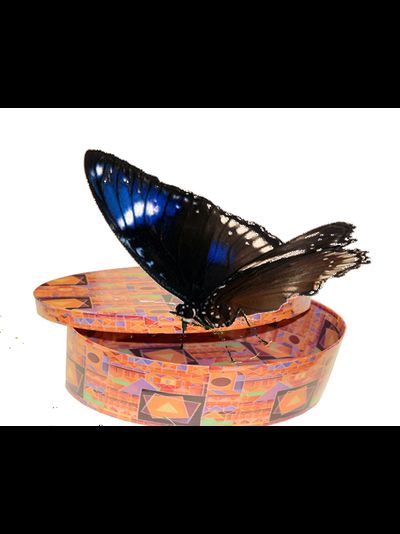 Салют из 9 тропических бабочек МИНИ  бабочки 5 - 10 см