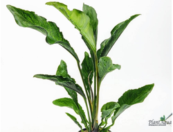 Анубиас Супернова (горшок)